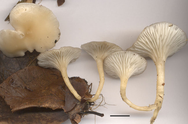 Clitocybe phaeophtalma